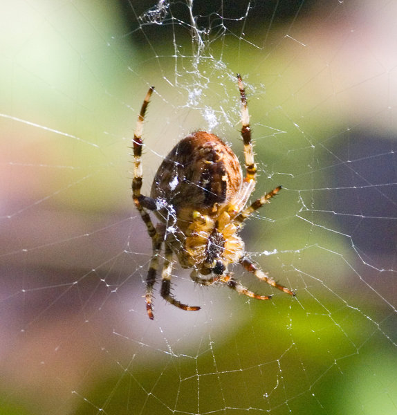 Spidey