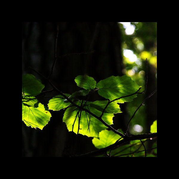 Sunlit leafs