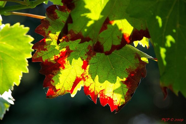 vine leaves