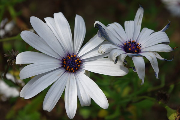 Wild Daisy