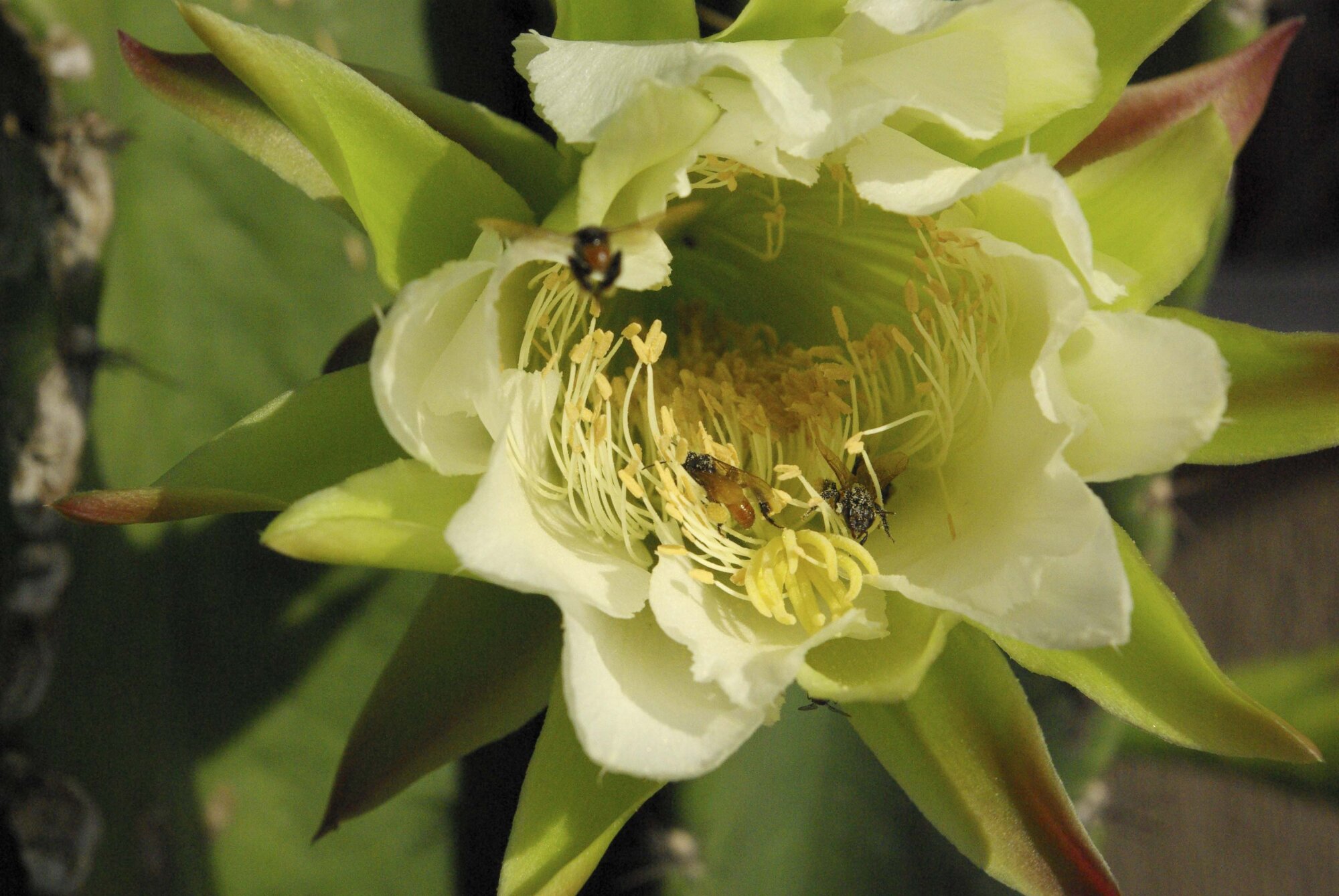 Flor de cactus