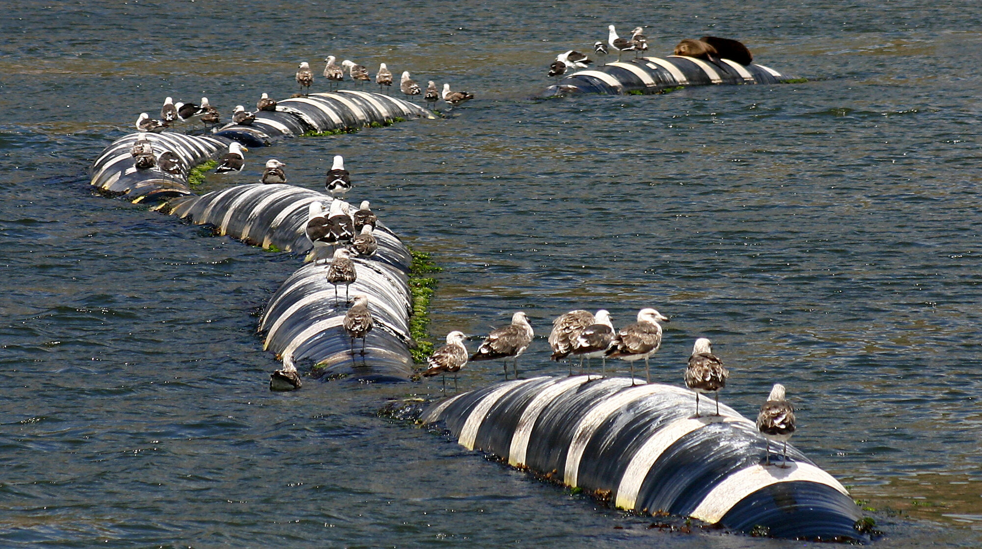 Gulls & seal on floats