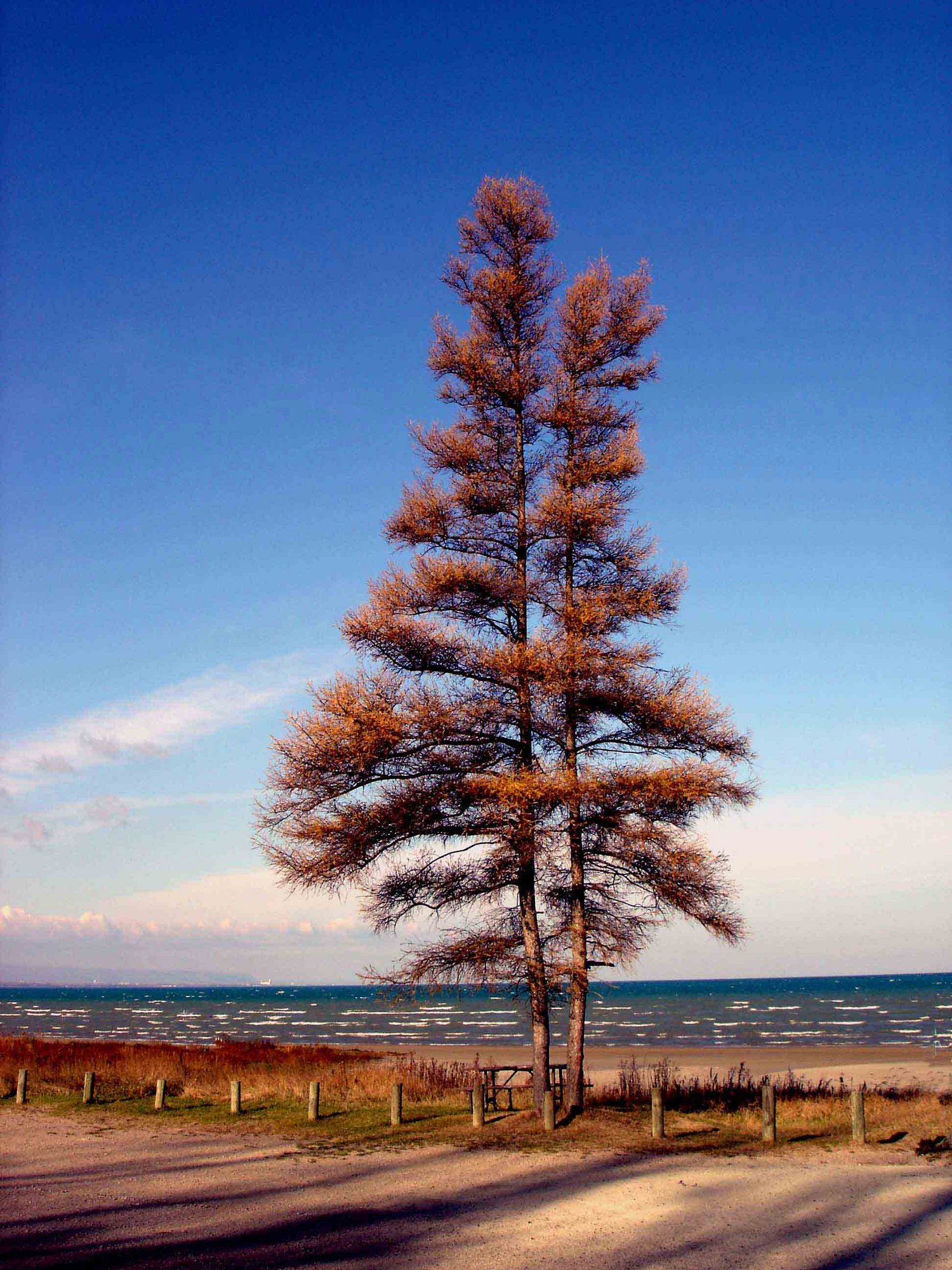 Lone tree - Canada