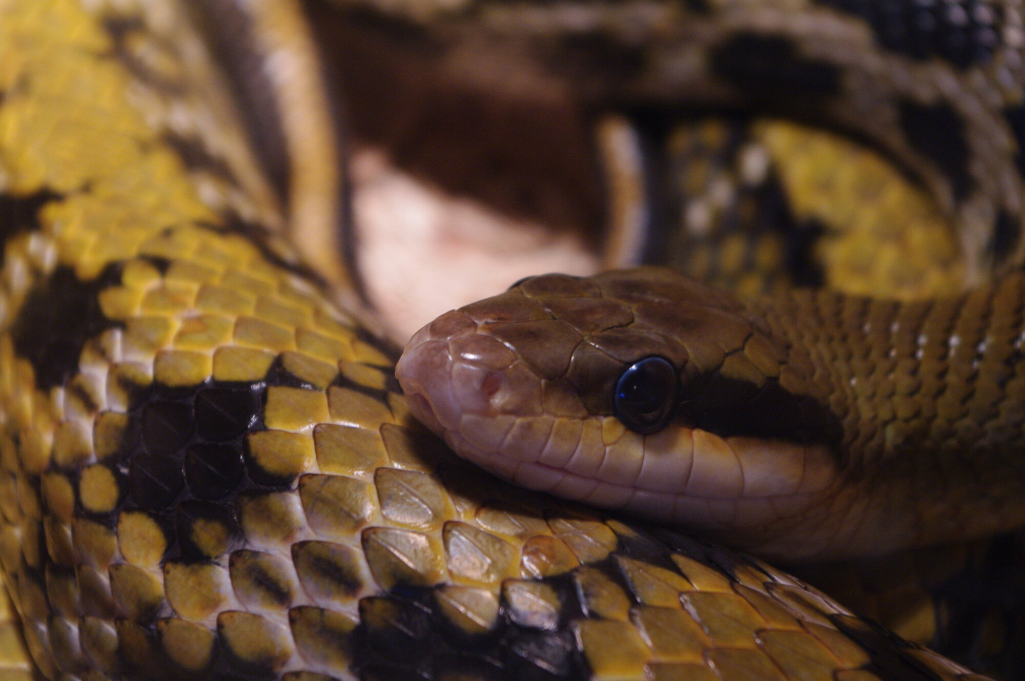 Snake Through The Glass