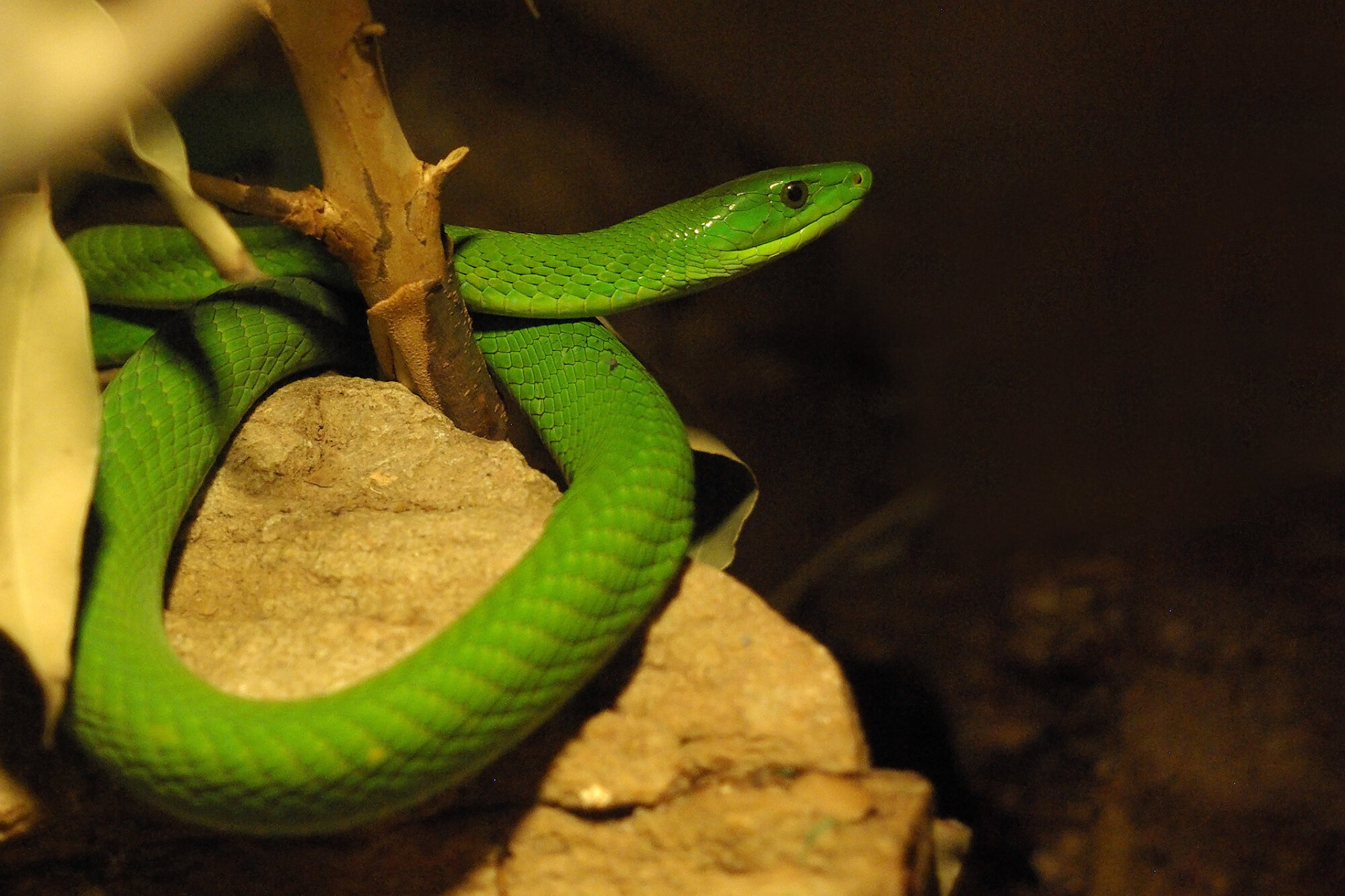 Tree Snake