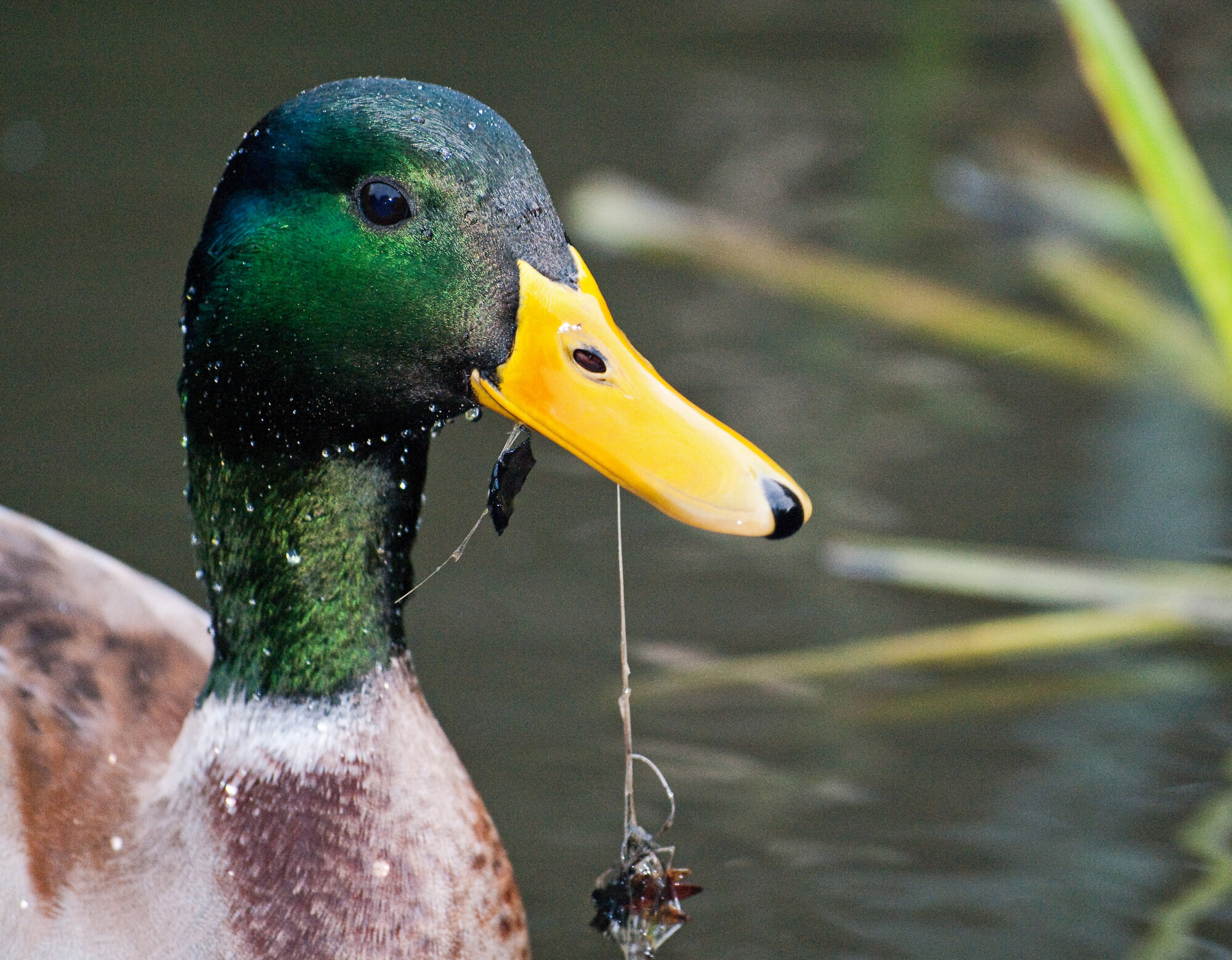 What's that...? I've got something stuck between my teeth...?