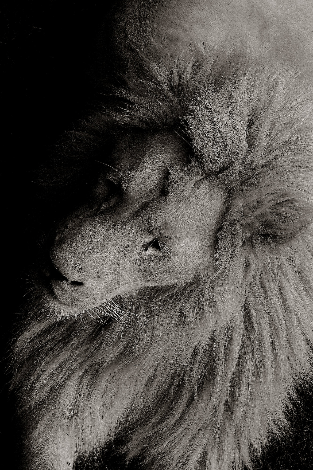 White Lion