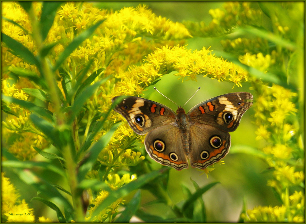 Buckeye Butterfly