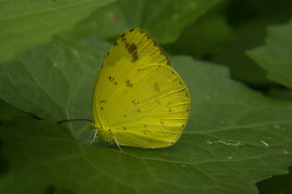 Butterfly Chiangmai Thailand October 19,2009