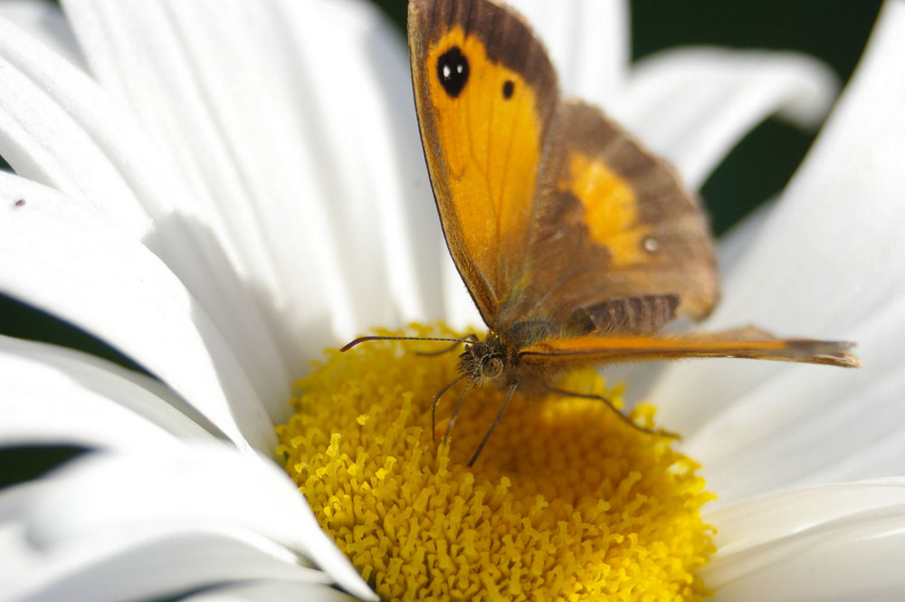 Butterfly feeding on a  Daisy in my garden.