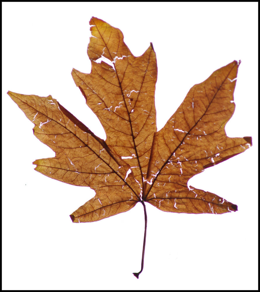 Canadian Maple Leaf 2