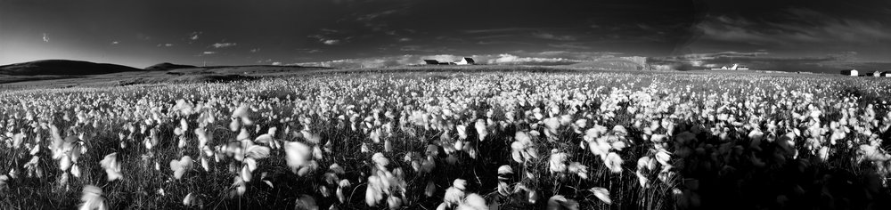 Cotton grass, Fair Isle