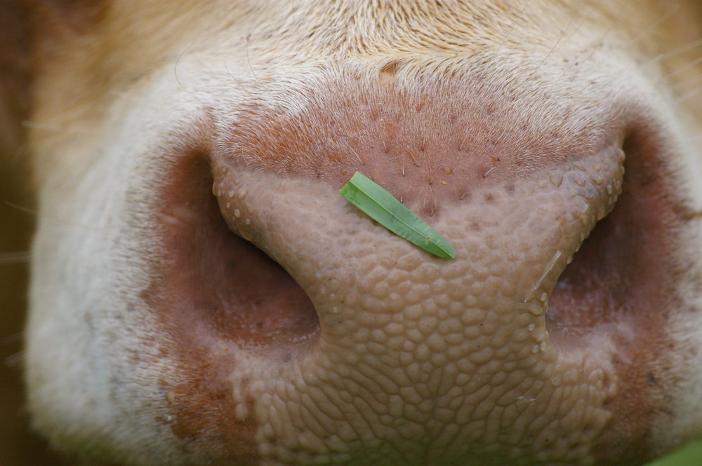 Cowsnose