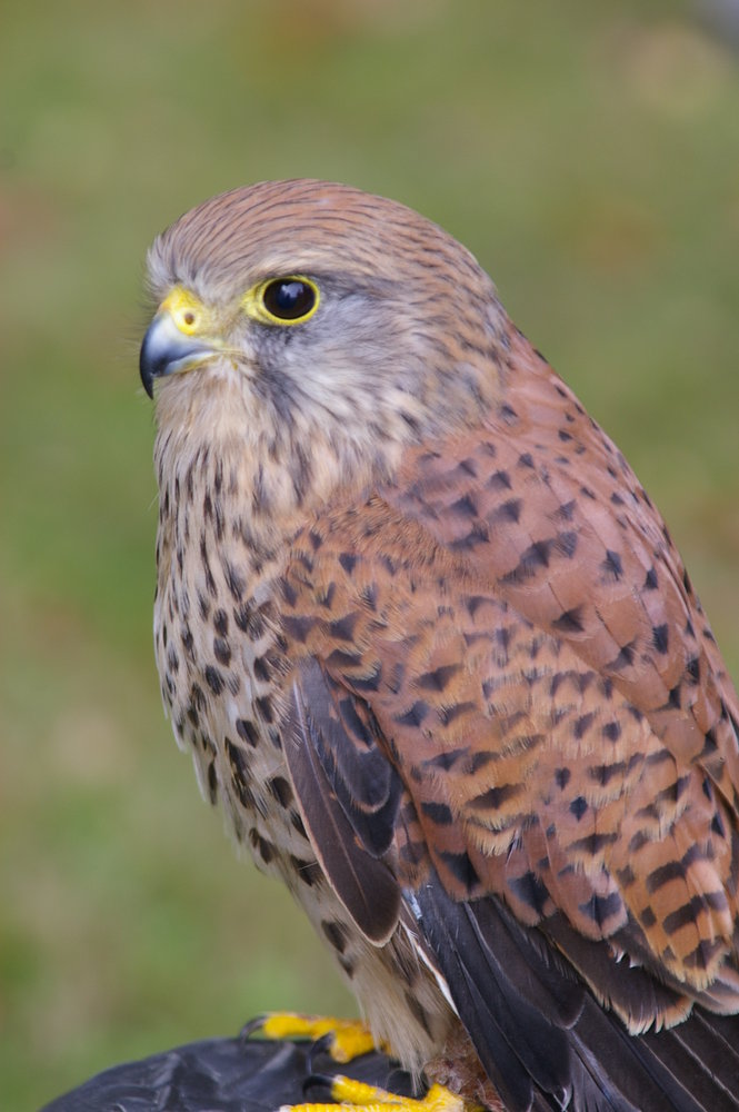 Falcon