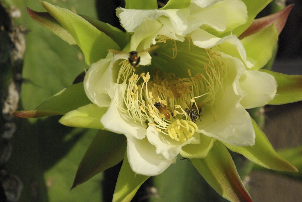 Flor de cactus