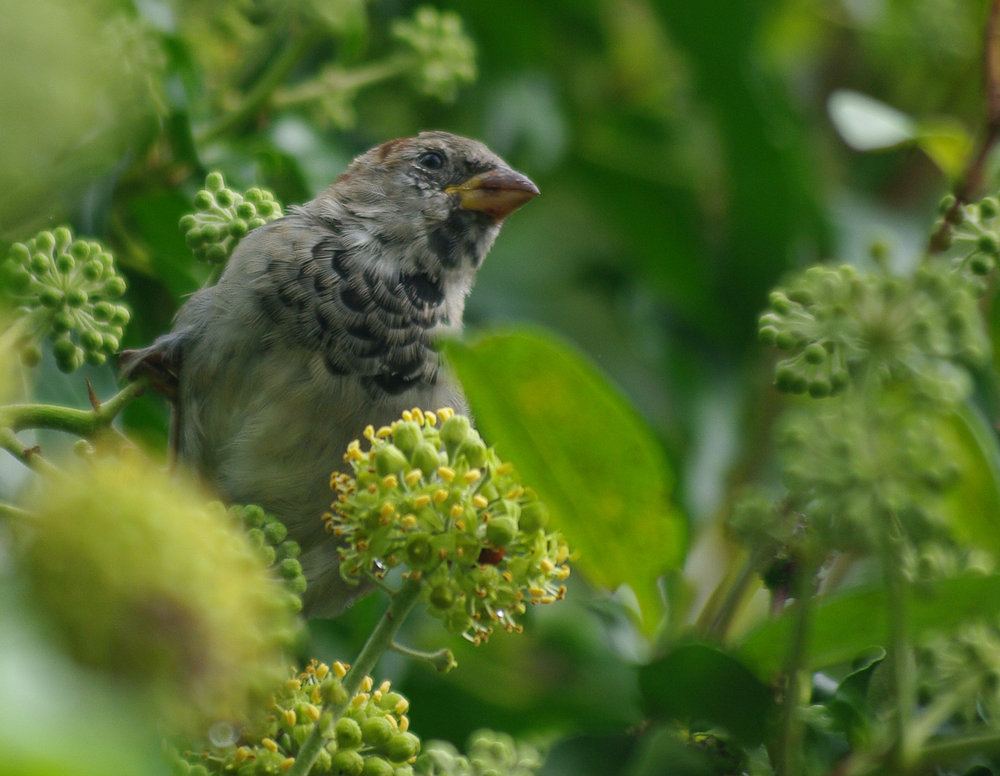 garden sparrow