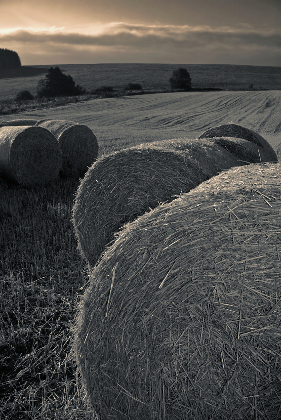 Late harvest