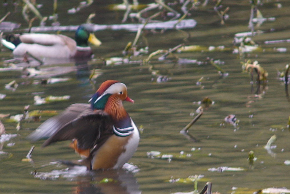 Mandarin