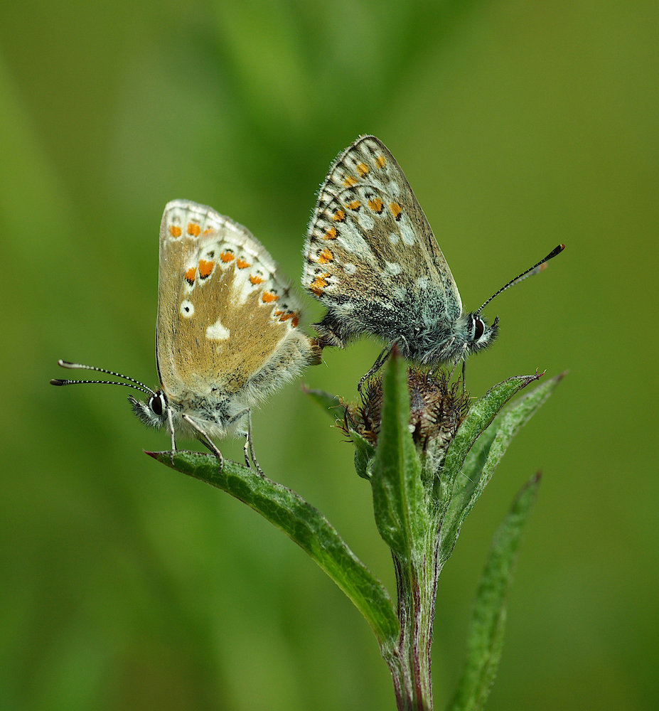 Northern Argus