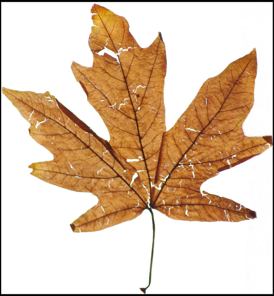 Old Maple Leaf  from the Fall