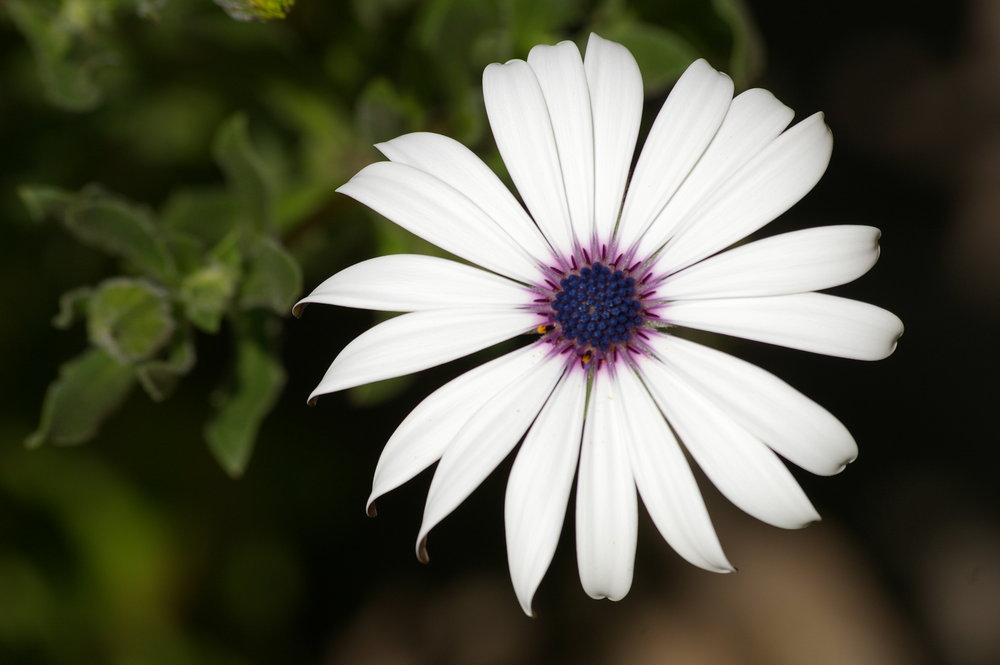 White Flower