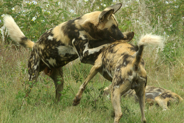 African Wild dogs