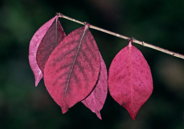 Autumn Reds, Early Morning