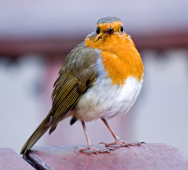 Bald... Robin (!)