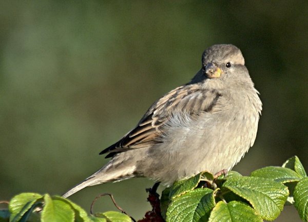 Bird