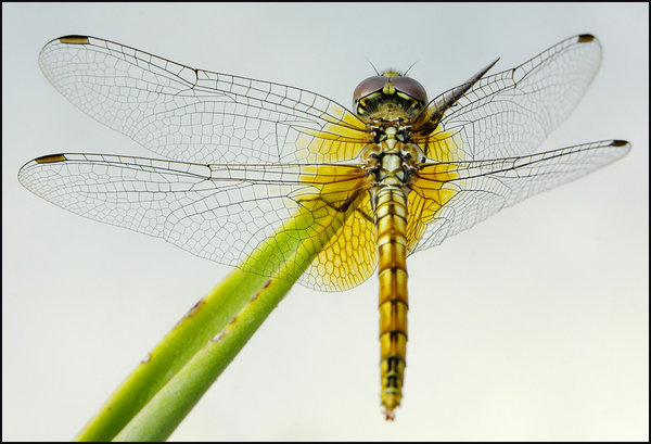 Dragon Fly