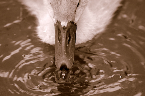 Drinking swan