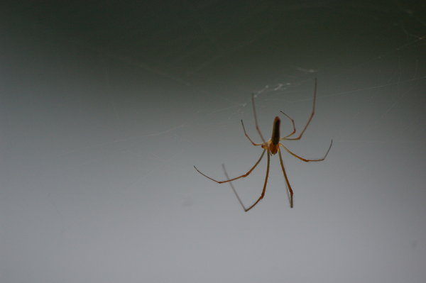 Floating Spider