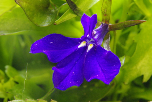 flower close up