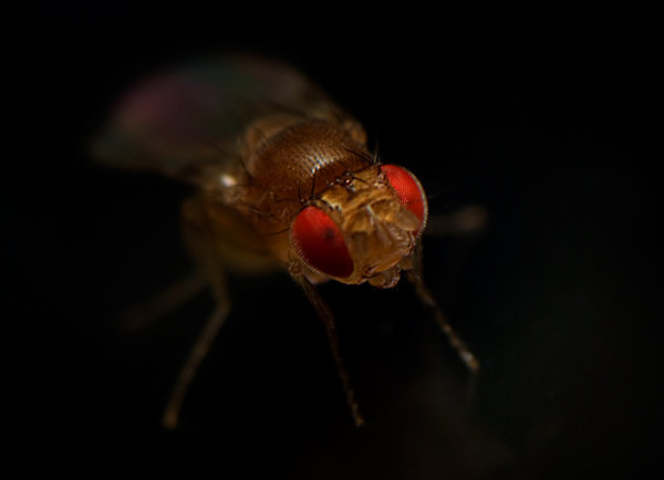 Fruit fly