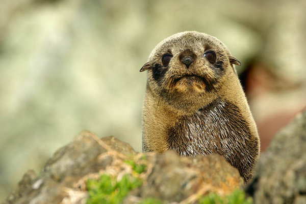 Fur Seal at Ngawi
