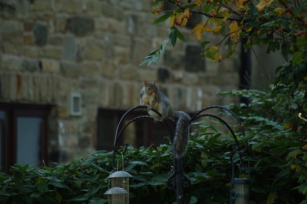Grey Squirrell
