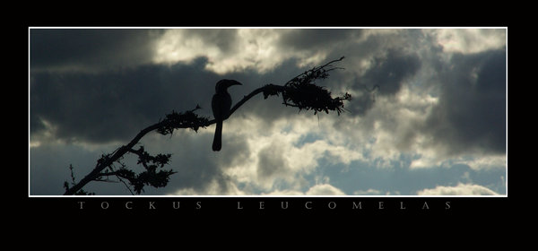 Hornbill at sunset