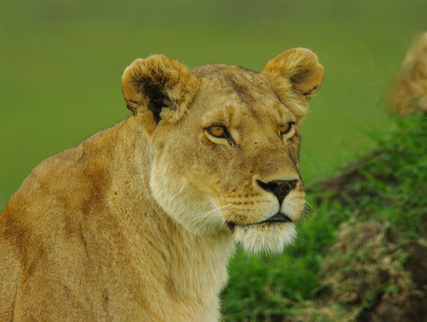 Lioness