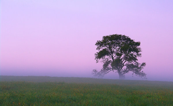 Lone tree on the Wiltshire Downs