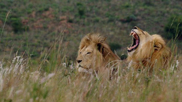 Male Lions