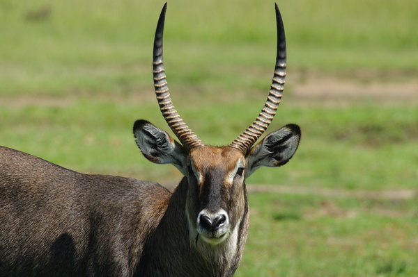 Male Water Buck
