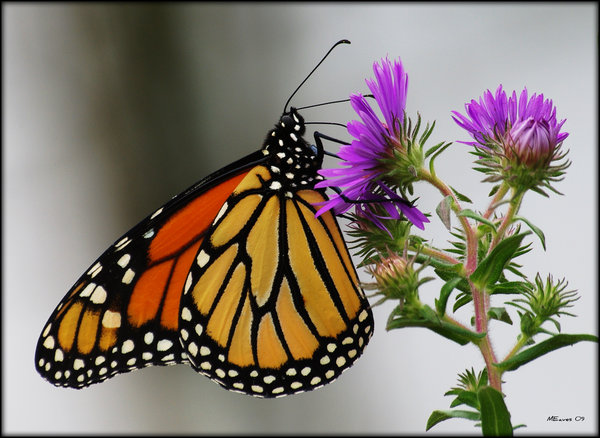 Natures Color