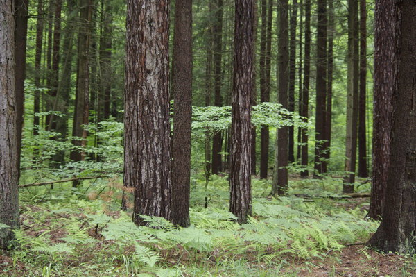Old Trees