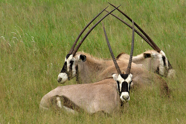 Oryx