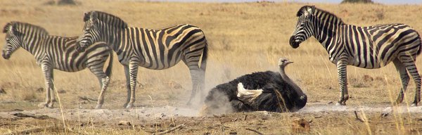 Ostrich & Zebra