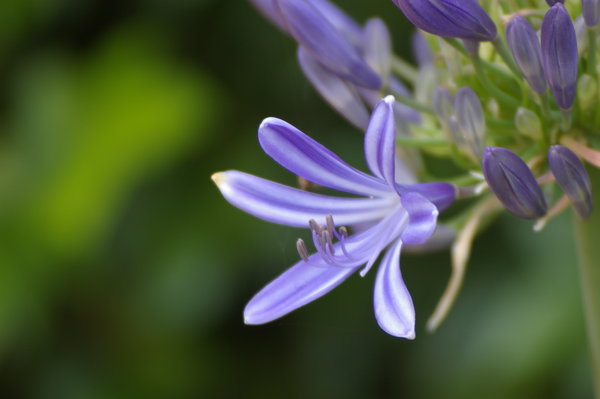 Purple Flower