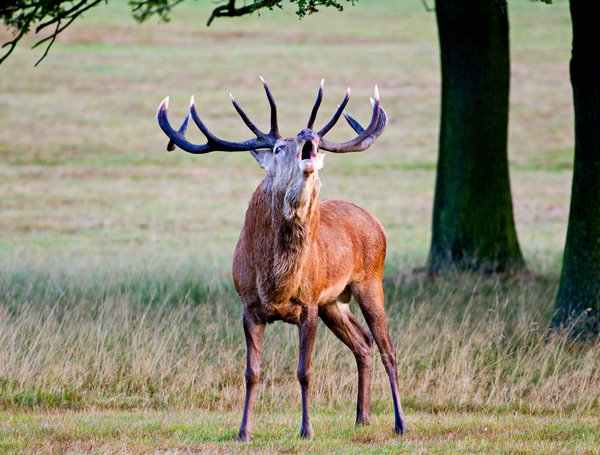 Richmond Stag