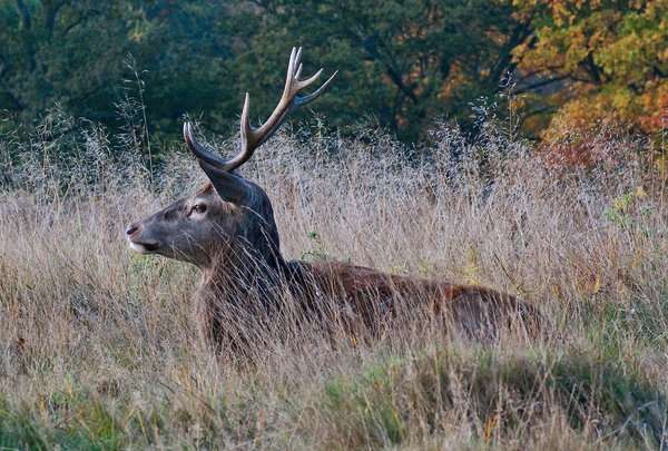 Stag takes a break