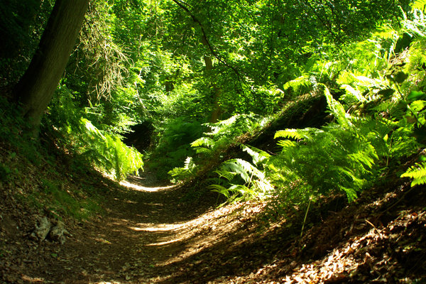Surrey Hills