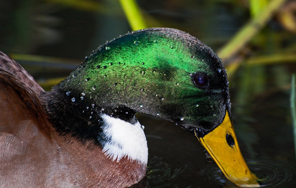 The Iridescent Mallard